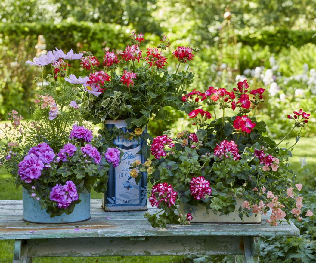 Rote, pinke und violette Geranien in Blechdosen stehen auf altem Tisch im Garten.