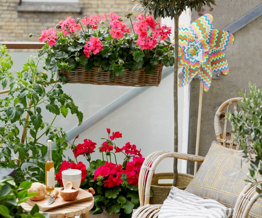 Kleiner Balkon mit Flechtmöbeln und gedecktem Tisch, verkleidet mit roten und rosa Geranien.