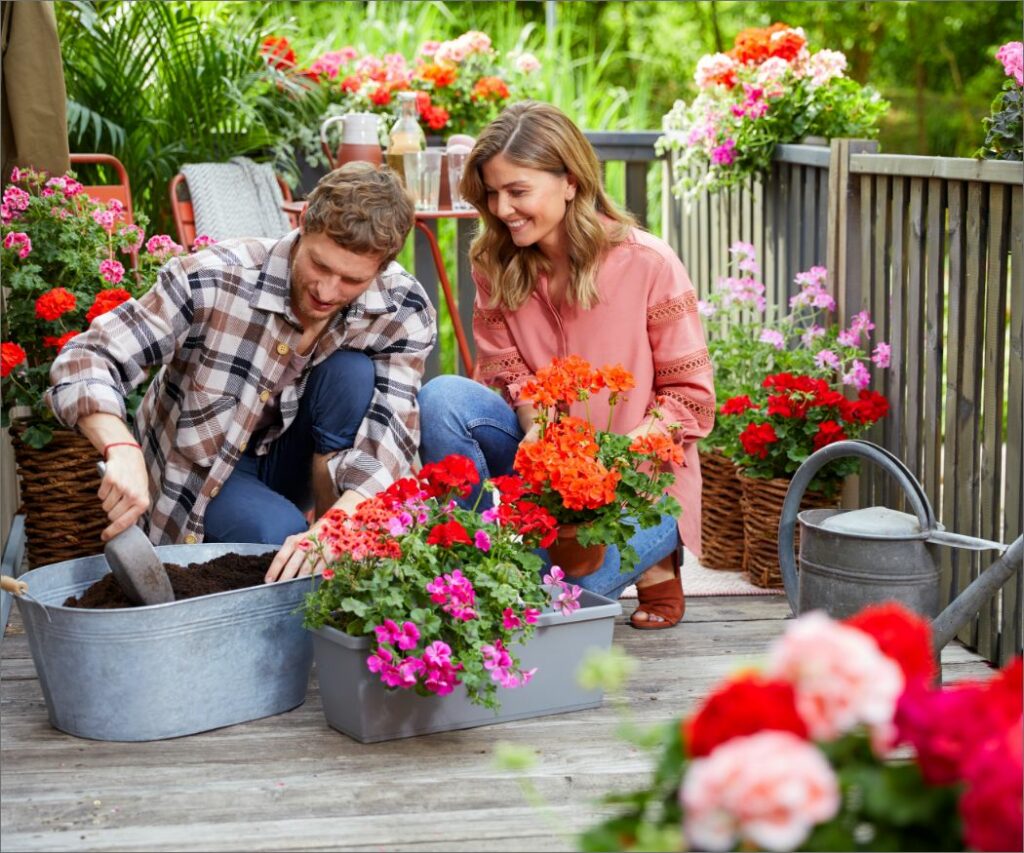 A couple plant geraniums together in a tub on a cosy balcony terrace, surrounded by lush, flowering geraniums and garden tools. They are using peat-free compost.