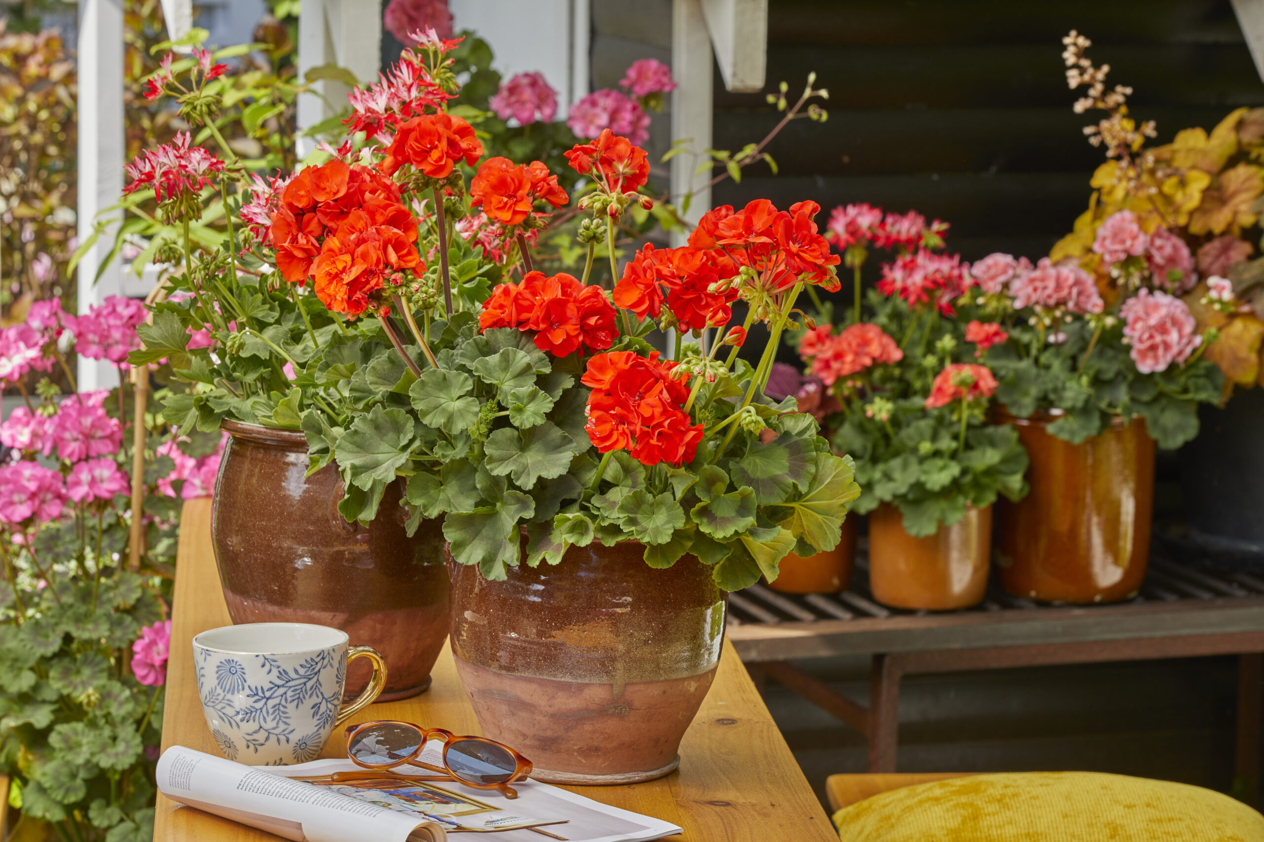 2022_Geraniums_6000_Colourful_Garden_Corners_12 (1)