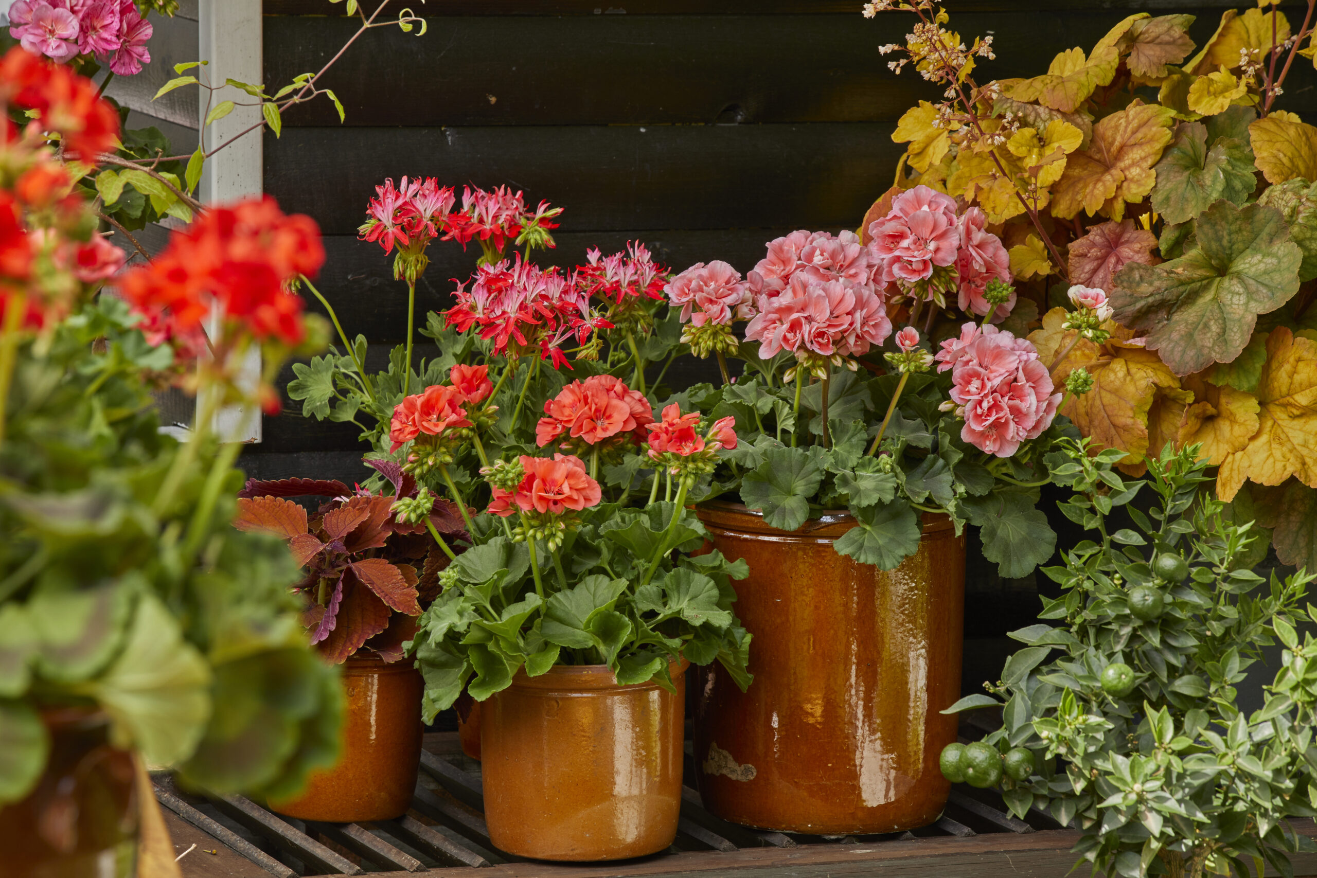 2022_Geraniums_6000_Colourful_Garden_Corners_13