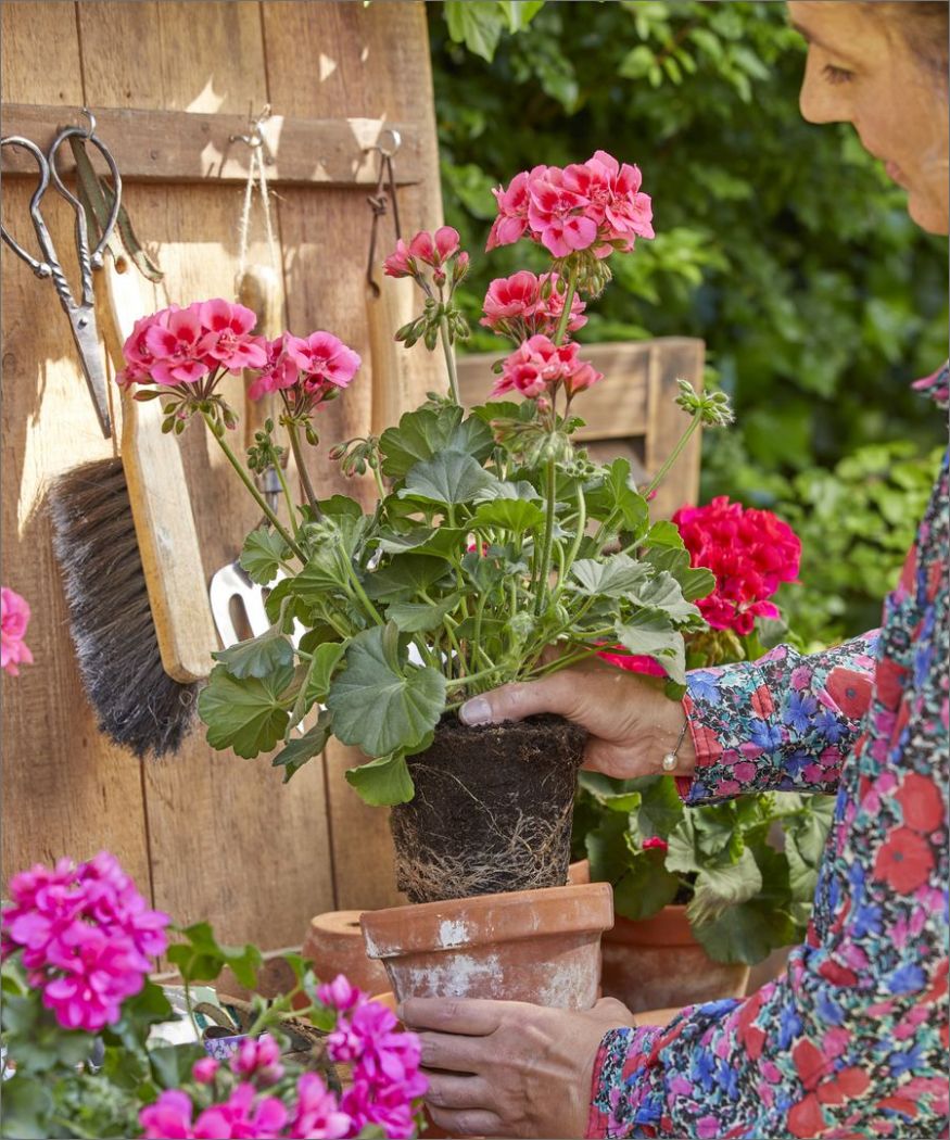 2022-geraniums-6000-colourful-garden-corners-02