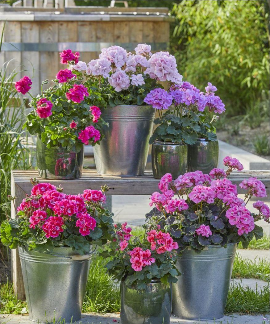 2022-geraniums-6000-colourful-garden-corners-07