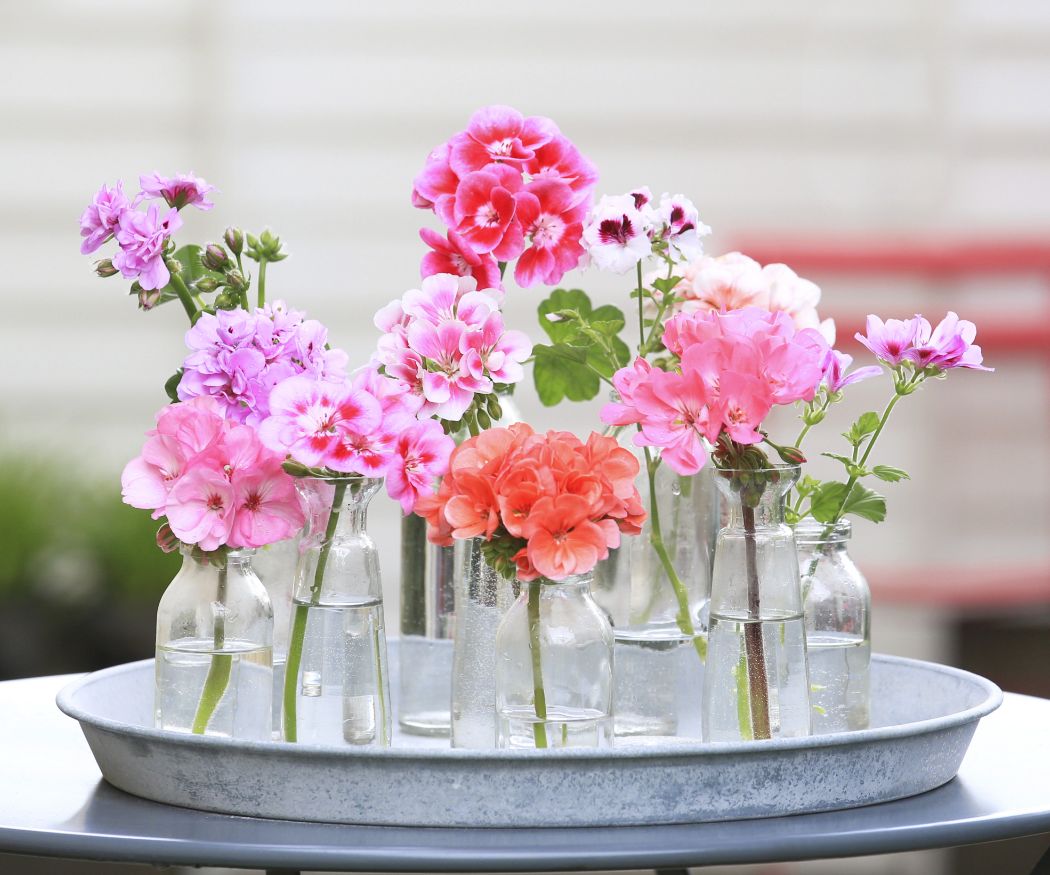 Rosa, pinke und orangene Geranien in Vasen auf Metalltablett