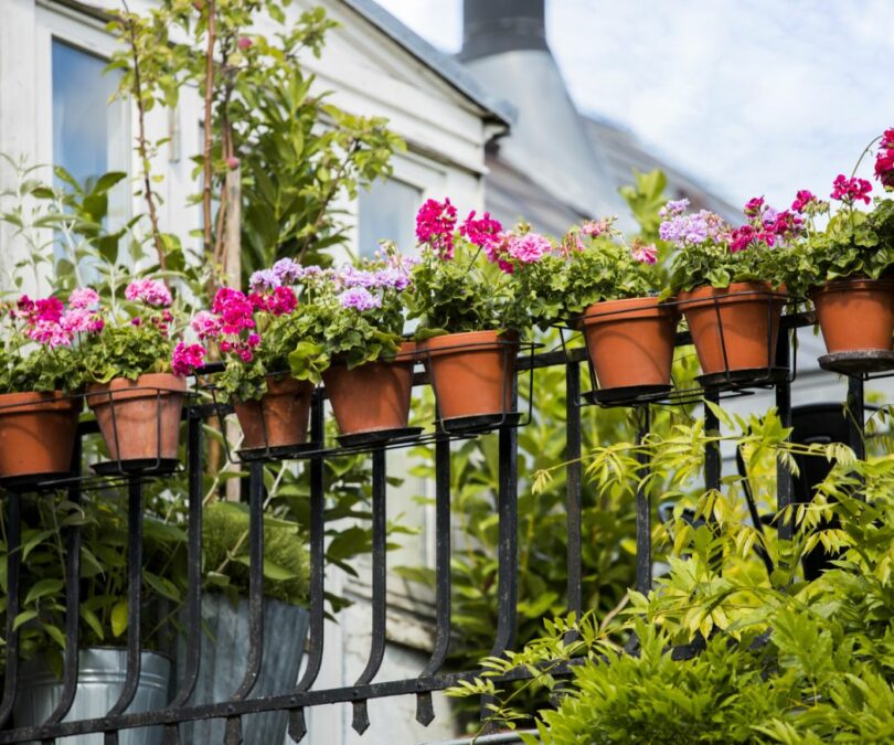 Sevena Geranium Did you know…? Seven fun facts about geraniums › My Geranium