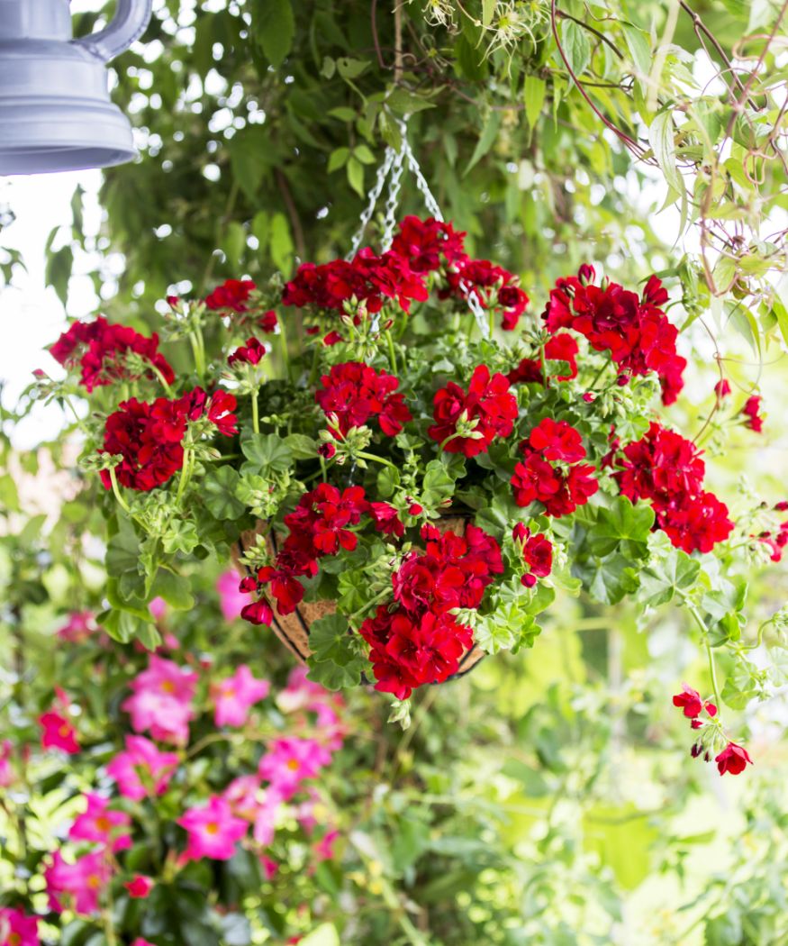 Rote Hängende Geranien in Garten vor rosa Geranien.