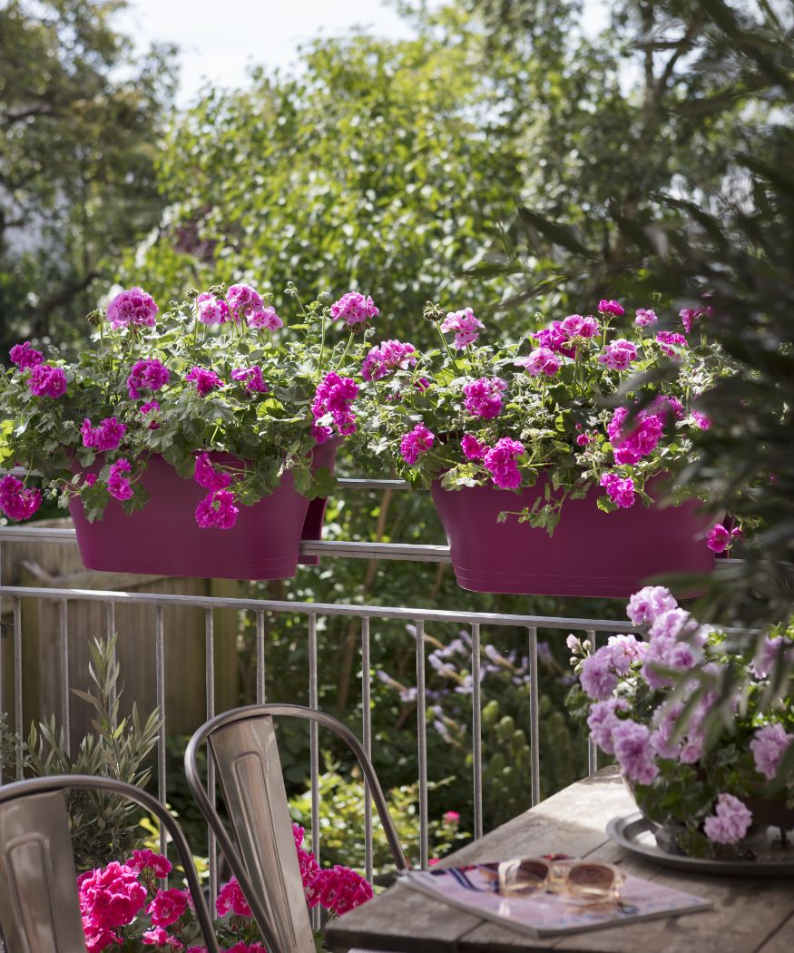 Violette und pinke Geranien am Balkongeländer neben Holzmöbeln mit Sonnenbrille.