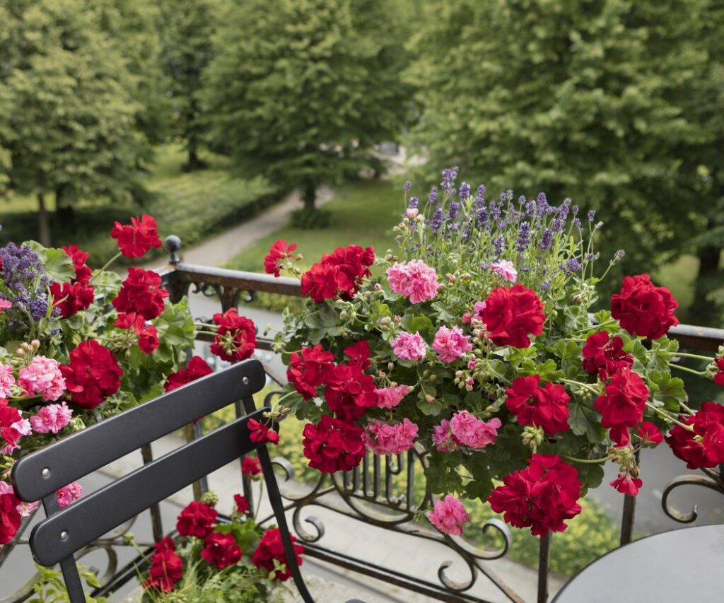 Sevena Geranium Did you know…? Seven fun facts about geraniums › My Geranium