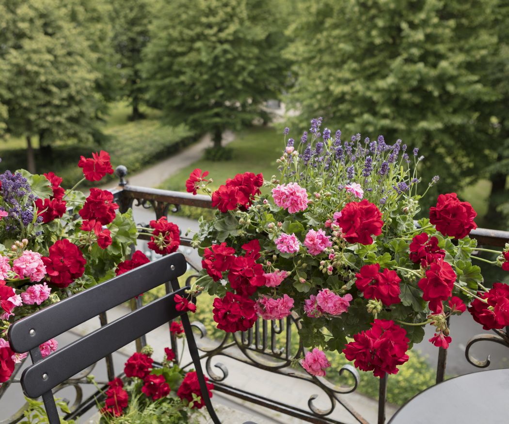 Kleiner Balkon mit roten und rosa Geranien mit schwarzen Metallmöbeln.