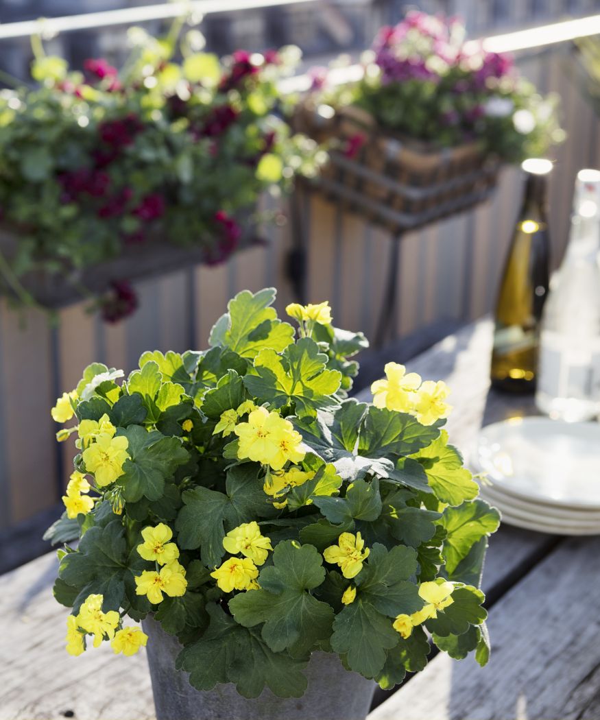 2018-geraniums-in-the-city-20