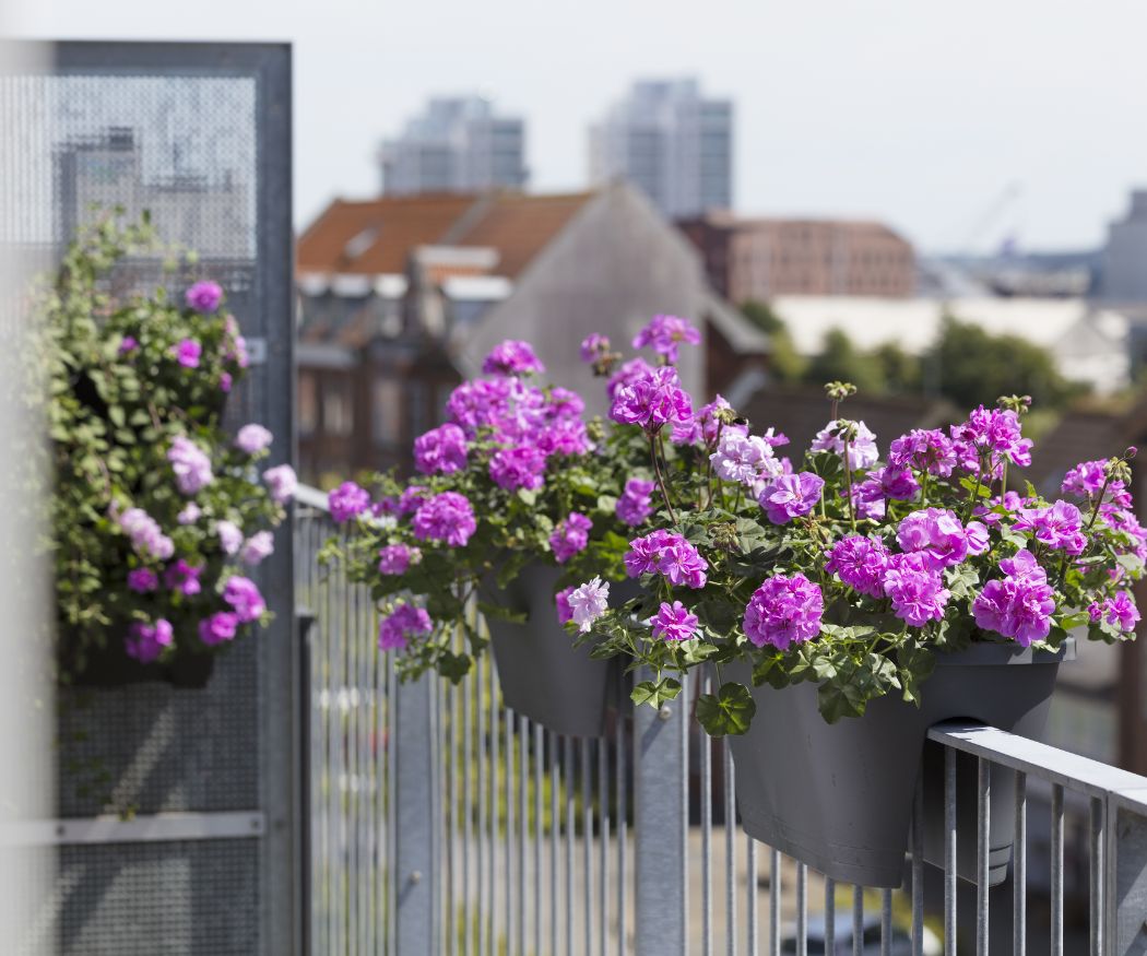 2018-geraniums-in-the-city-22