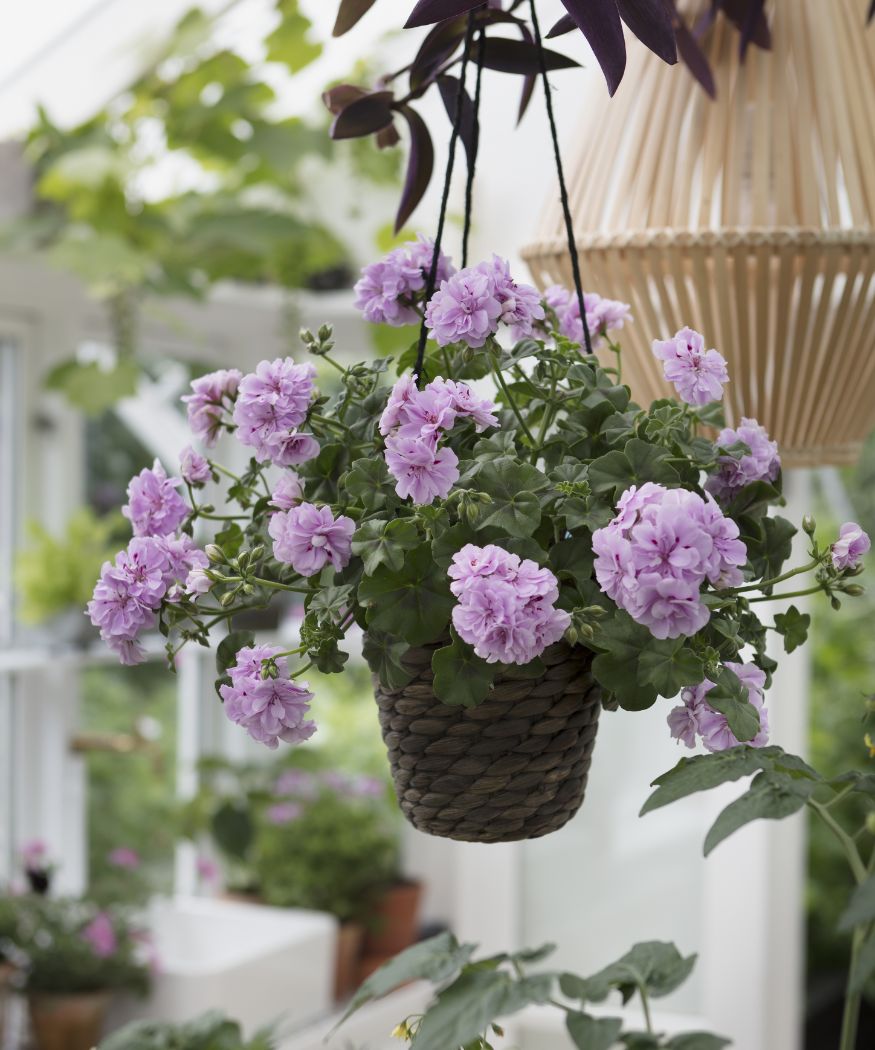 Violette, hängende Geranien in Flechtkorb in hellem Raum