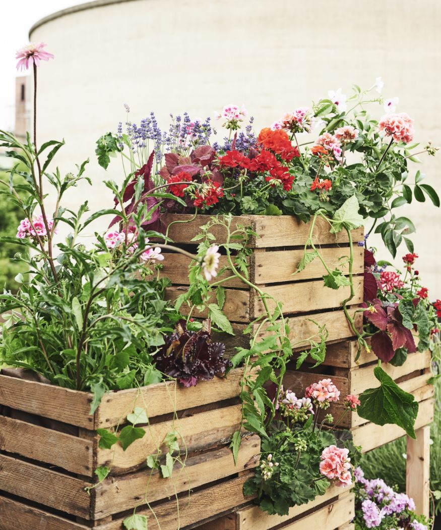 2018-geraniums-jungle-wall-06