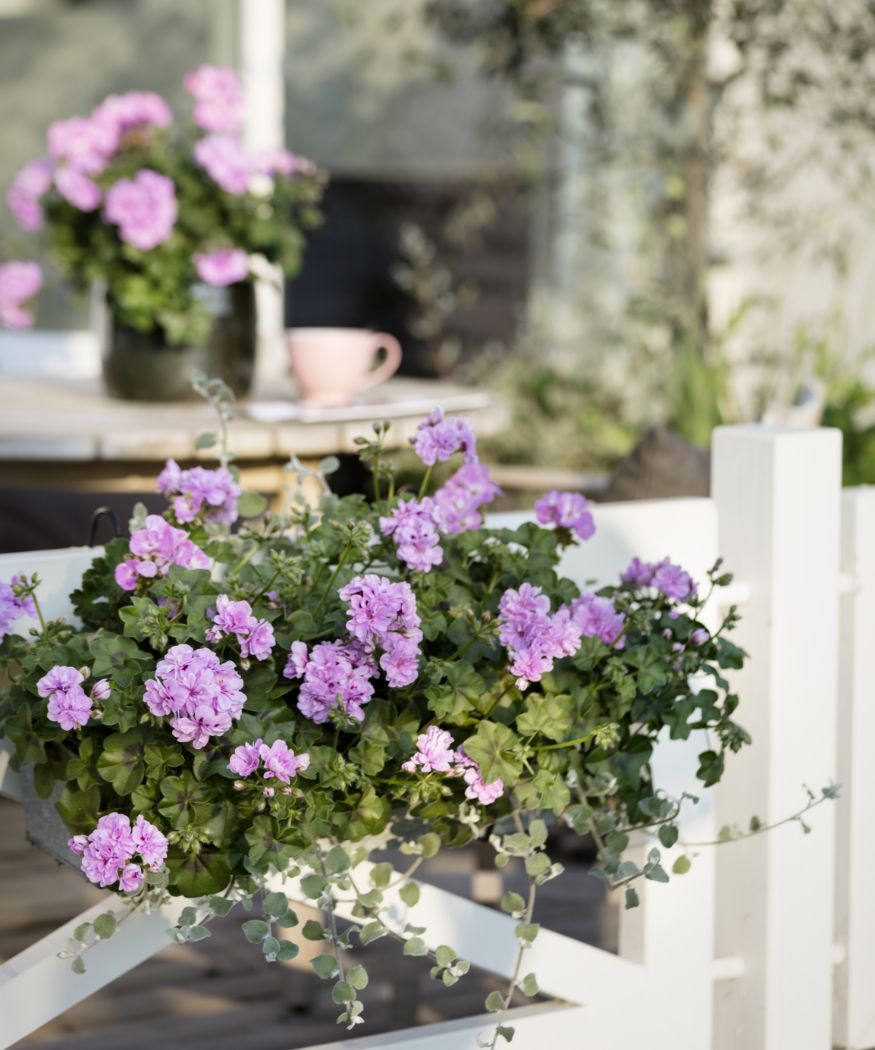 Violette Geranien an Holzgeländer. Im Hintergrund sind rosa Geranien in Pflanzkübel auf Tischneben Tasse.