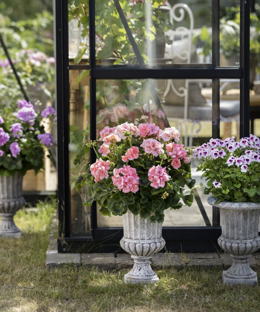 Rosa und violette Geranien in steinernen Pflanztöpfen vor Glasscheibe mit schwarzem Rahmen.