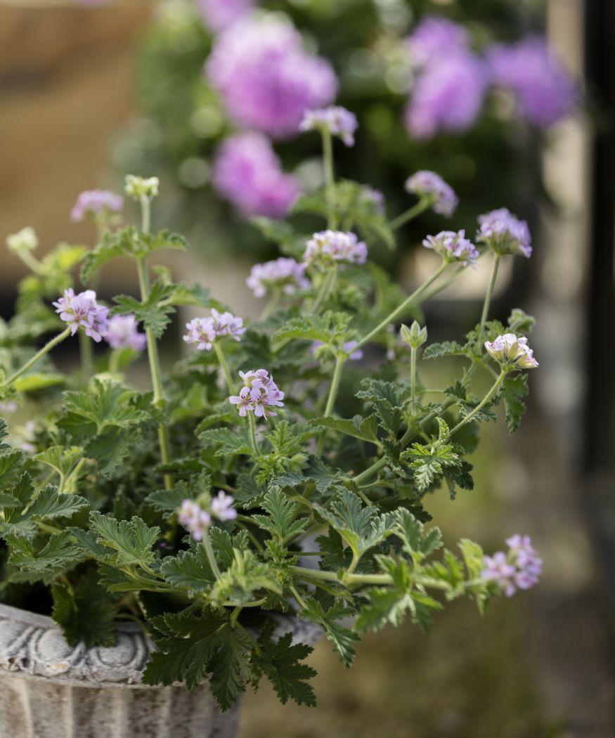 Violette Duftgeranien in altem Steintopf.