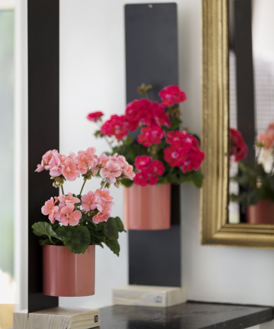 2019-geraniums-300-indoor-winter-garden-004