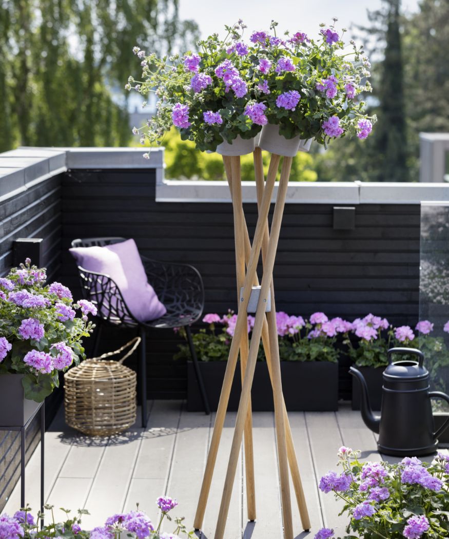 2019-geraniums-400-modern-style-004