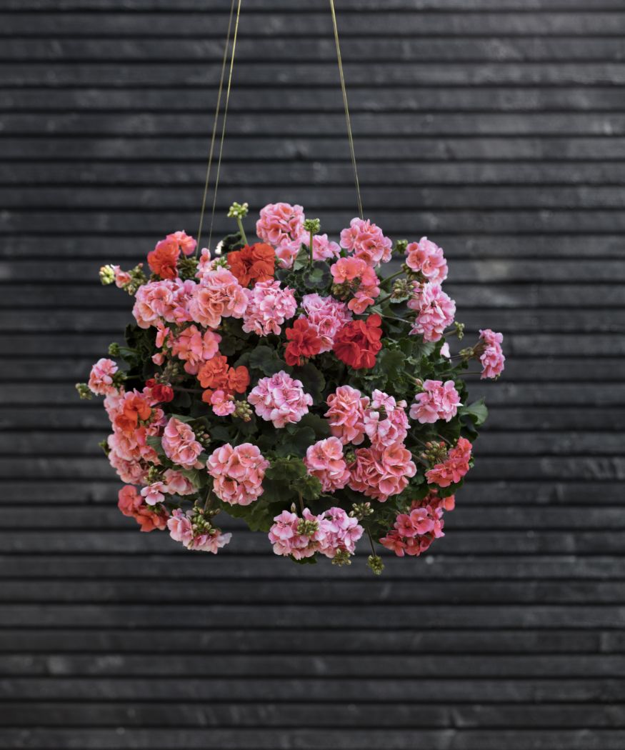 Hängende Kugel aus rosa und orangenen Geranien vor schwarzer Wand.