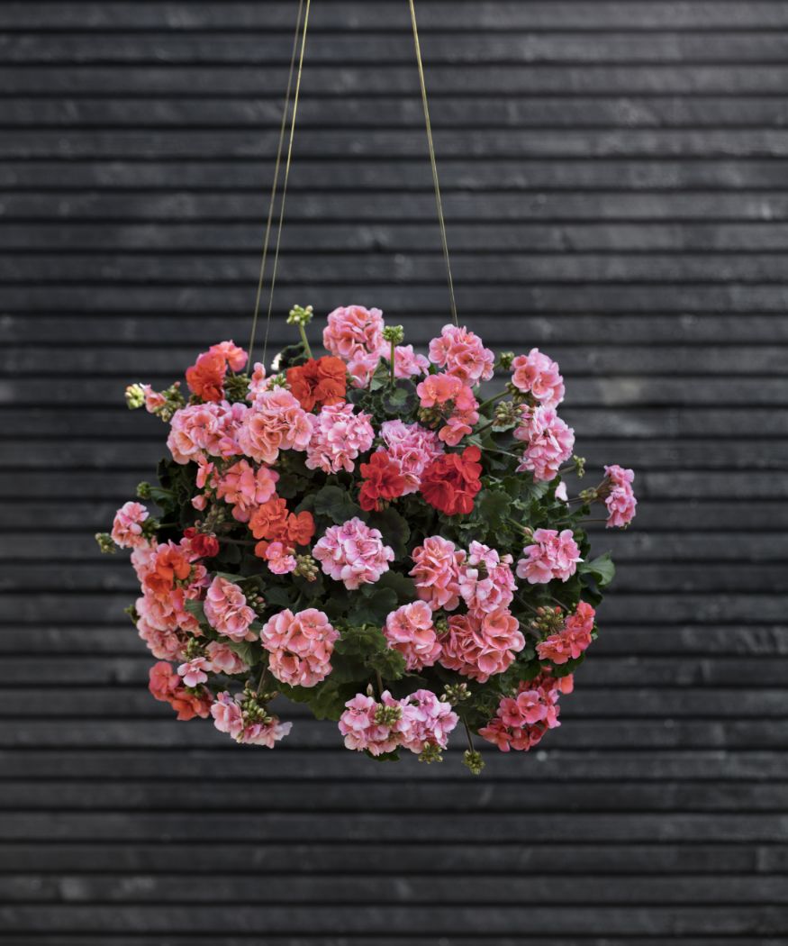 2019-geraniums-400-modern-style-011