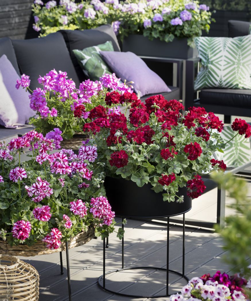 2019-geraniums-400-modern-style-014