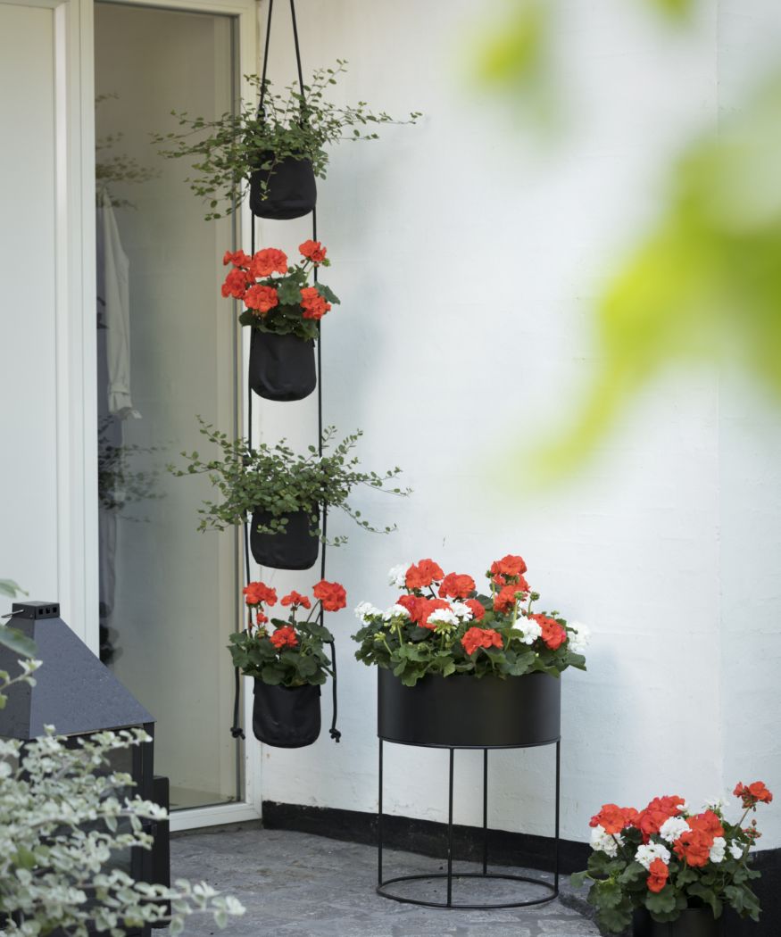 2019-geraniums-400-modern-style-017