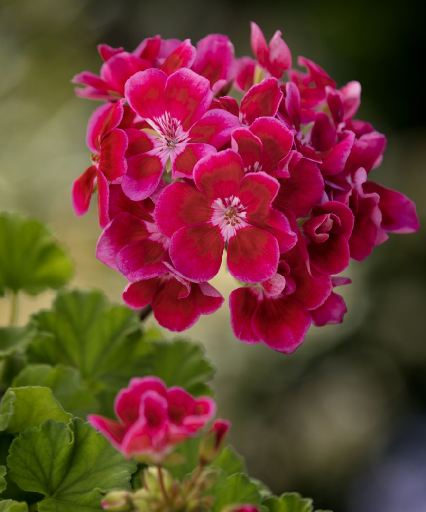 Pinke Geranie in Nahaufnahme.