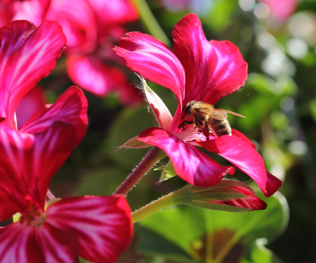 Biene in der pinken Blüte einer Geranie