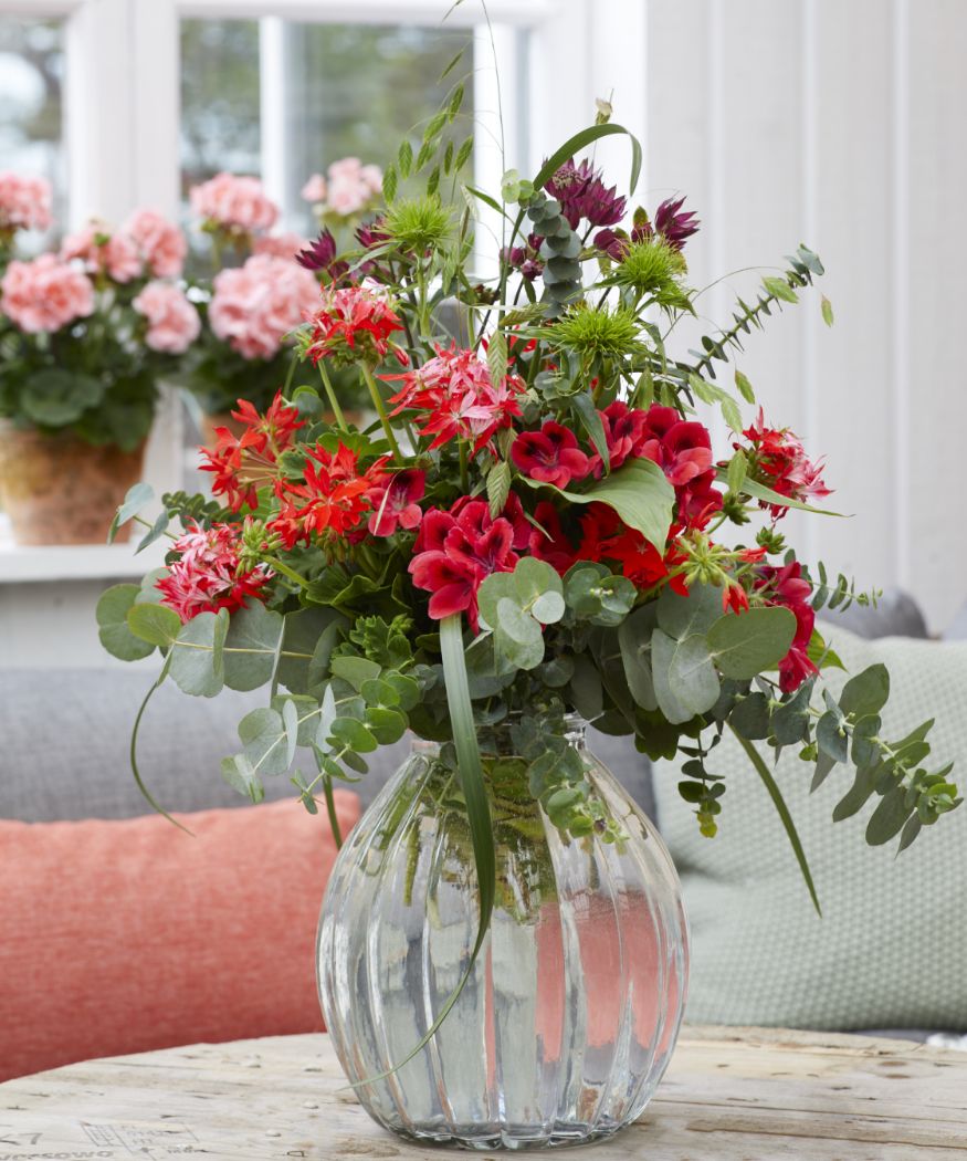 2020-geraniums-1400-indoor-garden-05-2