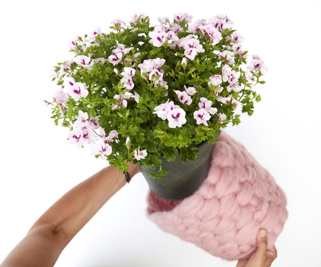 2020-geraniums-2020-diy-fluffy-flower-pot-04