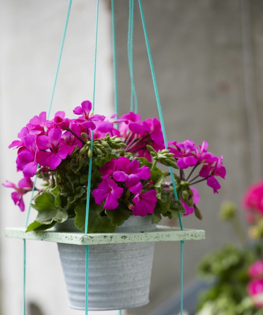 Geraniums not flowering the 4 most common reasons and solutions! › My Geranium