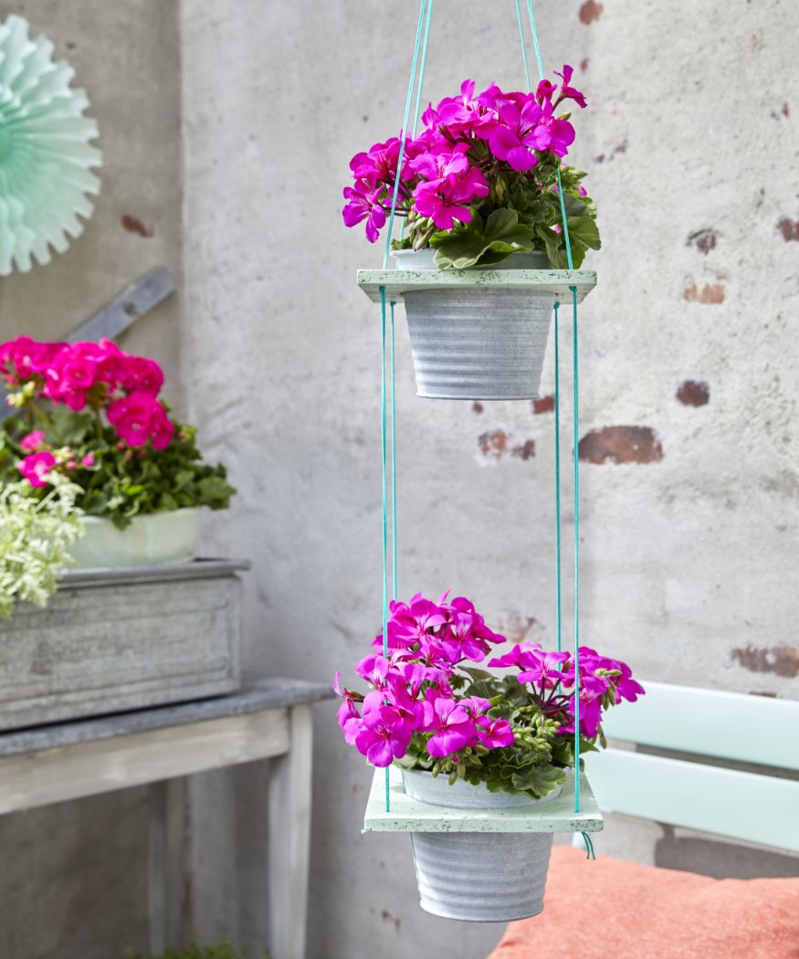 Floating flower magic: Hanging baskets and other hanging containers with  geraniums › My Geranium