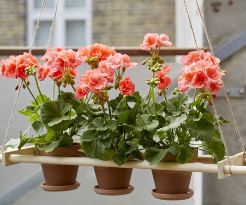 Sevena Geranium Did you know…? Seven fun facts about geraniums › My Geranium