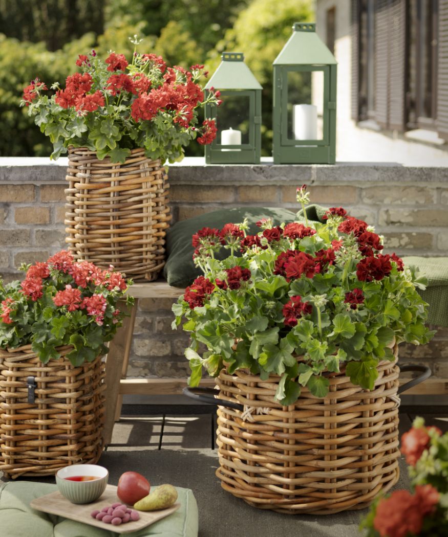 2020-geraniums-3100-green-living-06