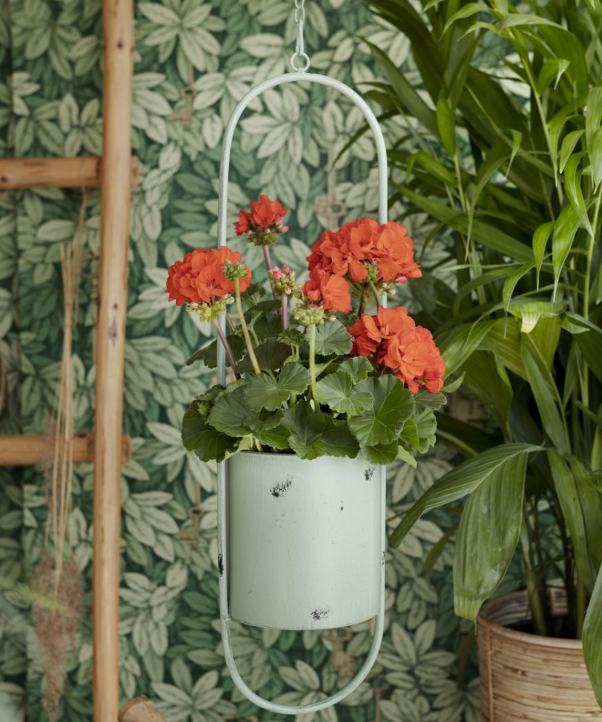 2020-geraniums-3100-green-living-11