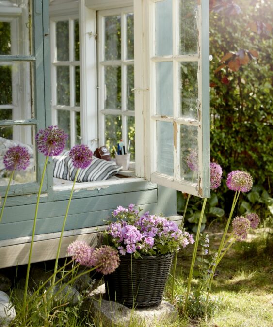 7 Ways to Protect Geraniums from Frost and Cold › My Geranium