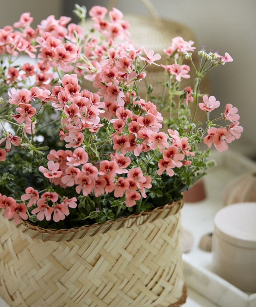 2021-geraniums-2000-happy-plant-home-03