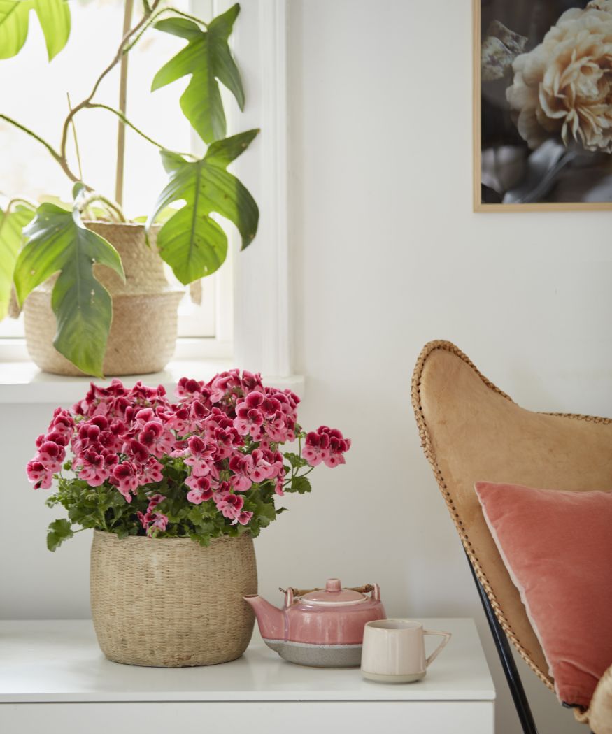 2021-geraniums-2000-happy-plant-home-04-1