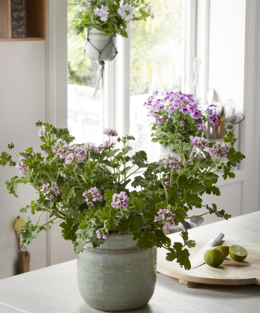 2021-geraniums-2000-happy-plant-home-07