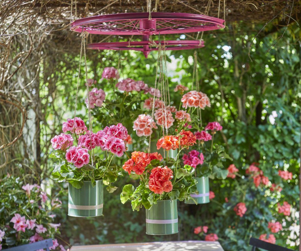 2021-geraniums-3000-colourful-get-together-garden-10-1