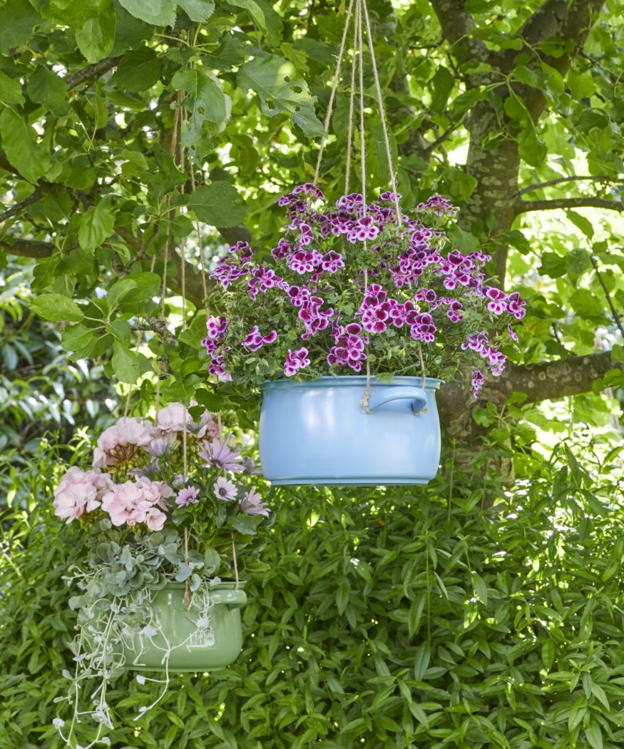 Hängende, violette und weiße Geranien in bunten Kochtöpfen unter Baum.