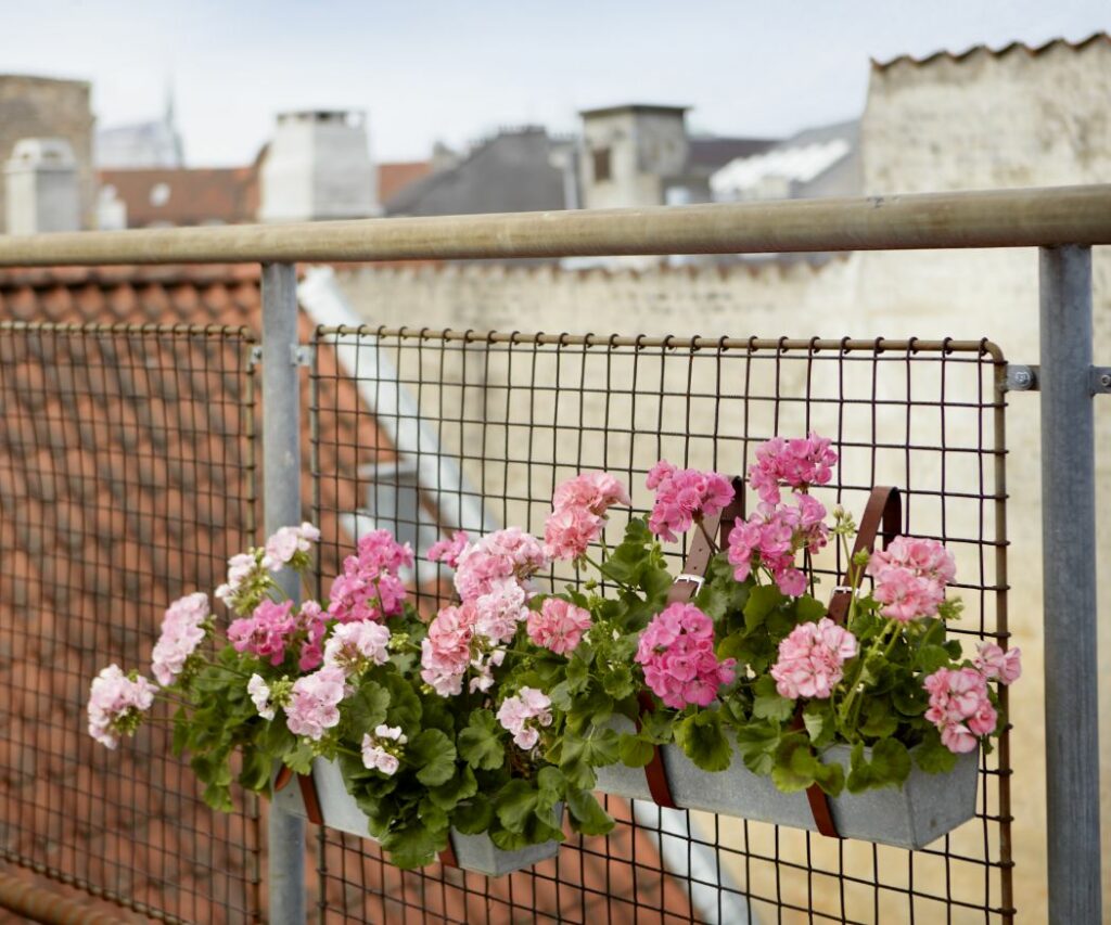 7 ways to protect geraniums from frost and cold › My Geranium