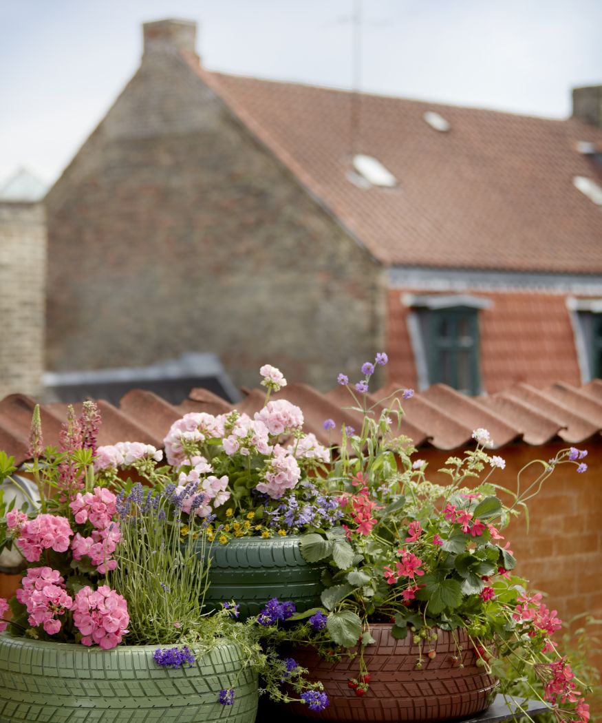 2021-geraniums-4000-urban-summer-escapes-14-1