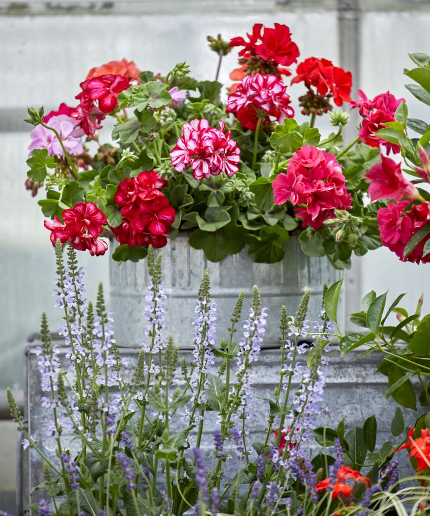 Pinke, rote und orangene Geranien in metallischem Pflanztopf.