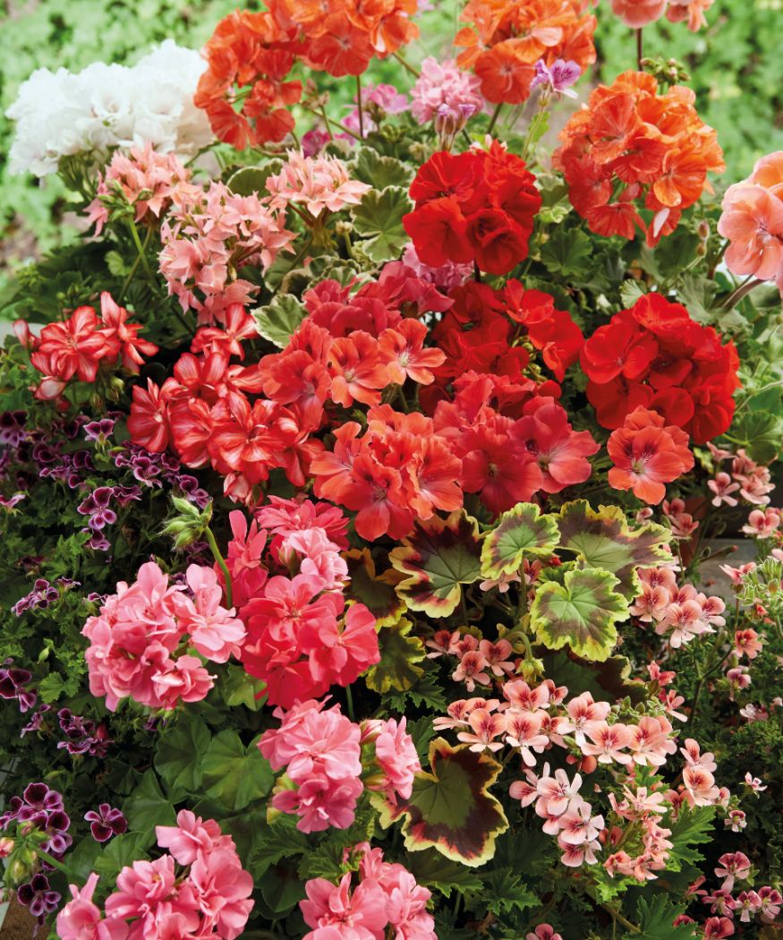 geranium plant information