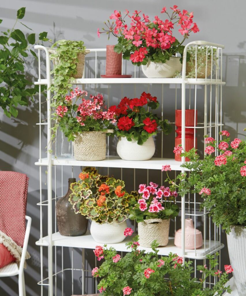 Geranium care: 7 golden rules for maximum flower power › My Geranium