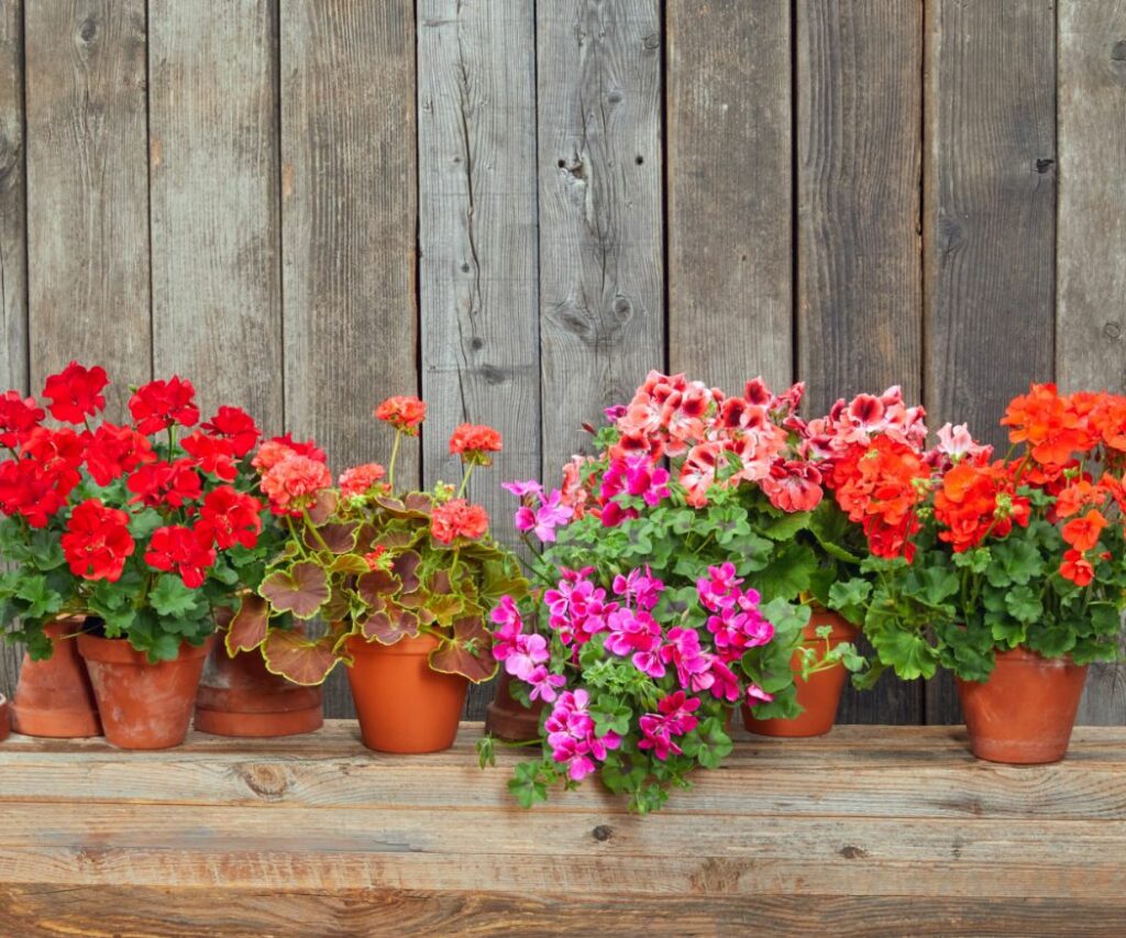 7 ways to protect geraniums from frost and cold › My Geranium