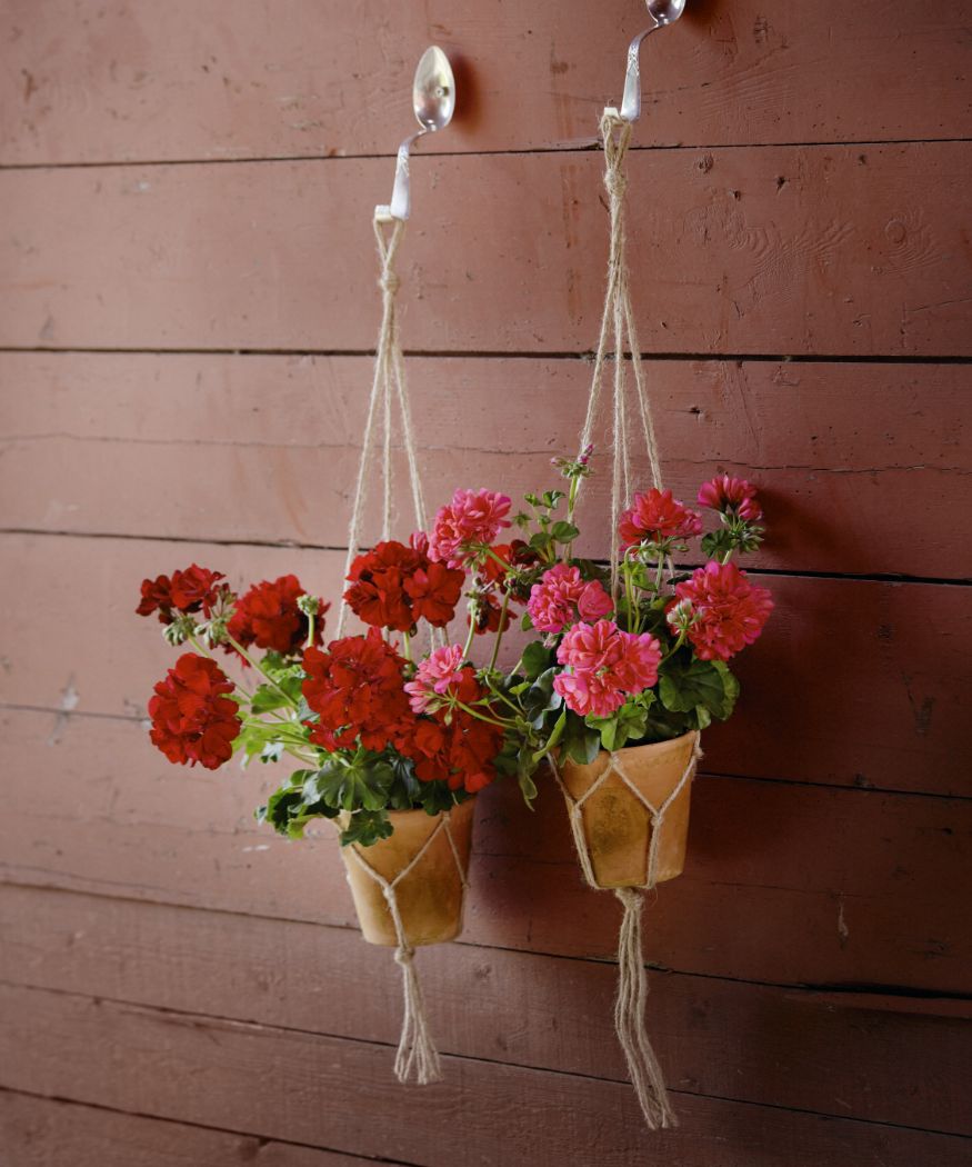 Floating flower magic: Hanging baskets and other hanging containers with  geraniums › My Geranium