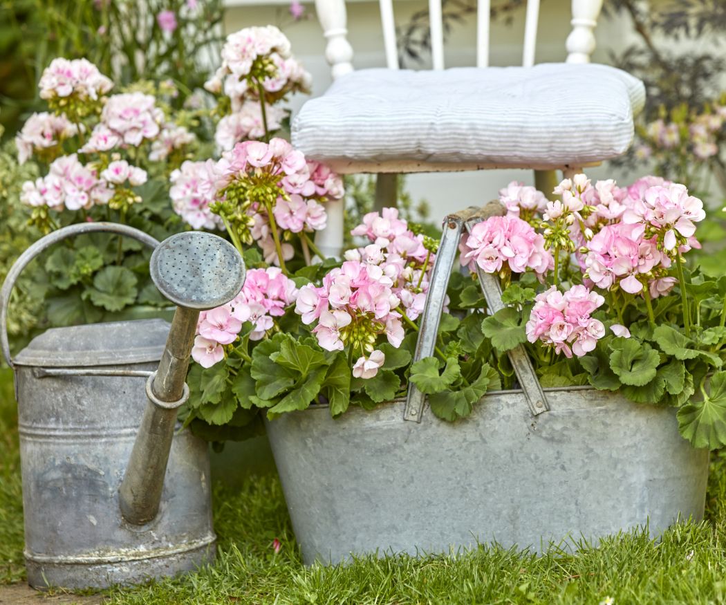 Shabby Chic Garten mit Zinkgießkanne, Holzstuhl und Zinkwanne mit rosafarbenen Geranien