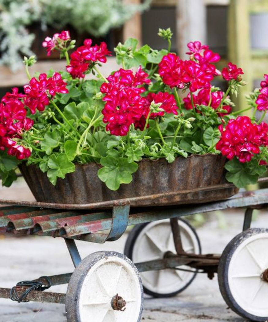 Geraniums in rusty container on old trolley